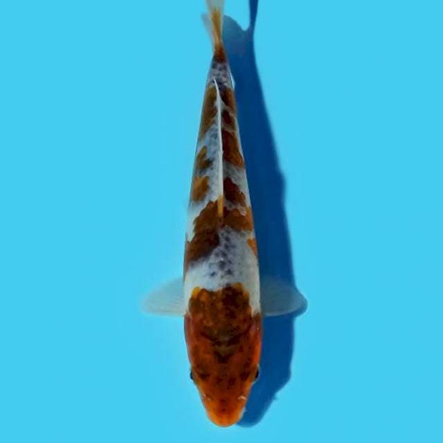 Goromo 19 cm
