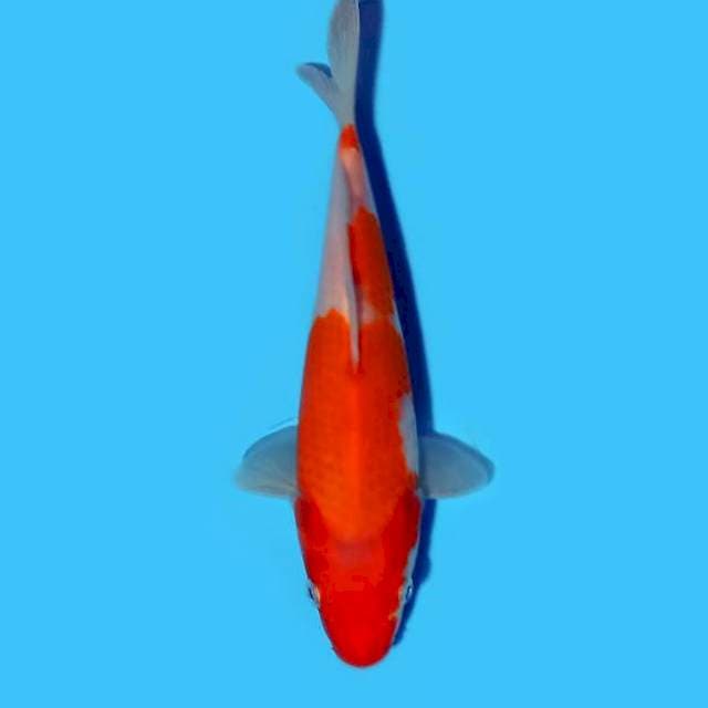 Kohaku 20 cm