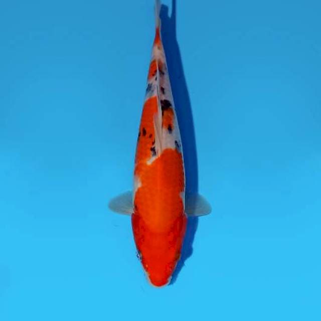 Sanke 25 cm