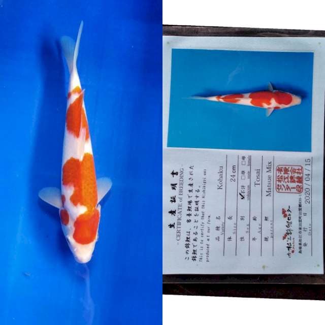 Kohaku serti matsue