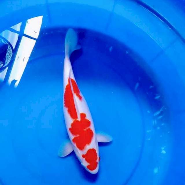 kohaku 40BU