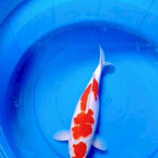 kohaku 40BU