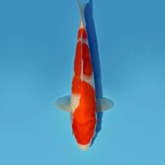 ND ORINAZU 24CM