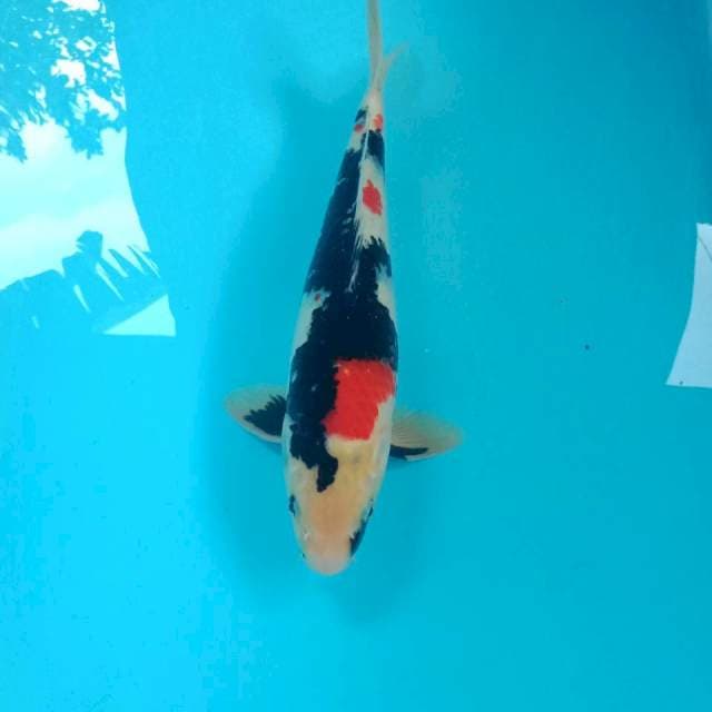 Showa, male 34 cm