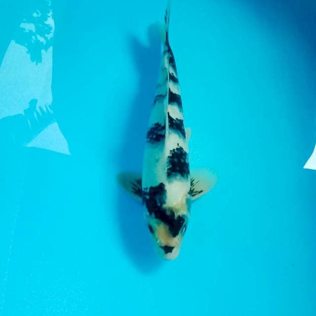 Shiro, 34 cm