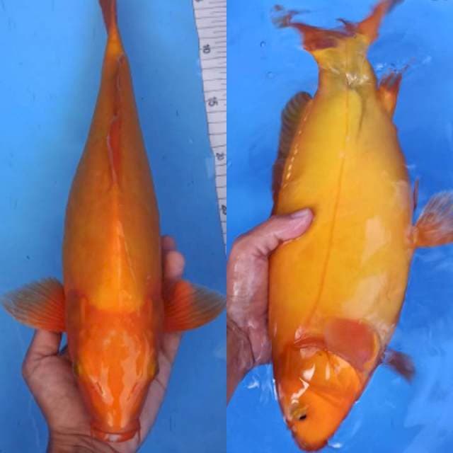 Lebaran Auction 1 : Keysha - Benikarashi doitsu tembus perut 42cm