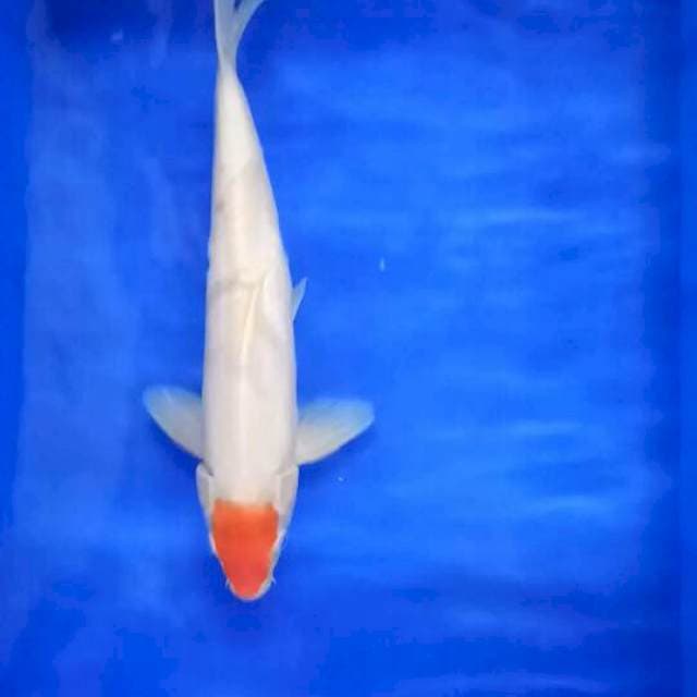 Tancho kohaku ori 38 cm
