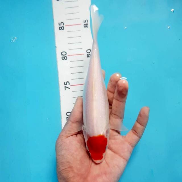 Tancho*23cm ori