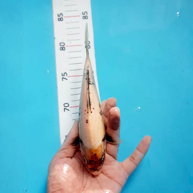 Matsukawabake*21cm
