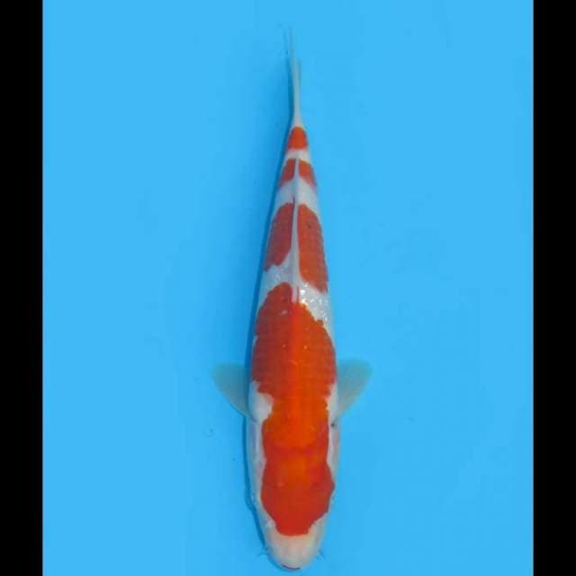 Yondan Kohaku - 25cm Male