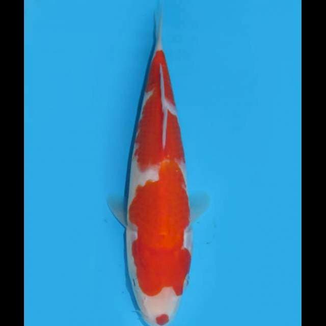 Red Kohaku Inazuma - 24cm Male