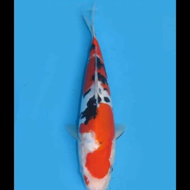 Sanke Doitsu Murni - 30cm Male