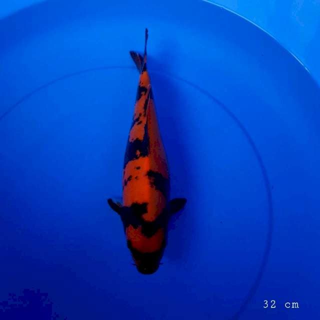 Utsuri doit 32 cm