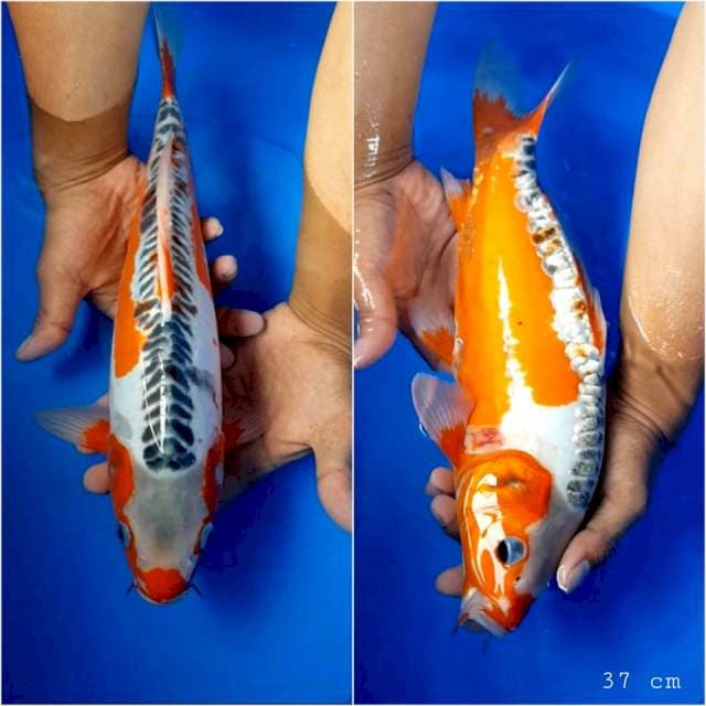 Hana Shusui 37 cm