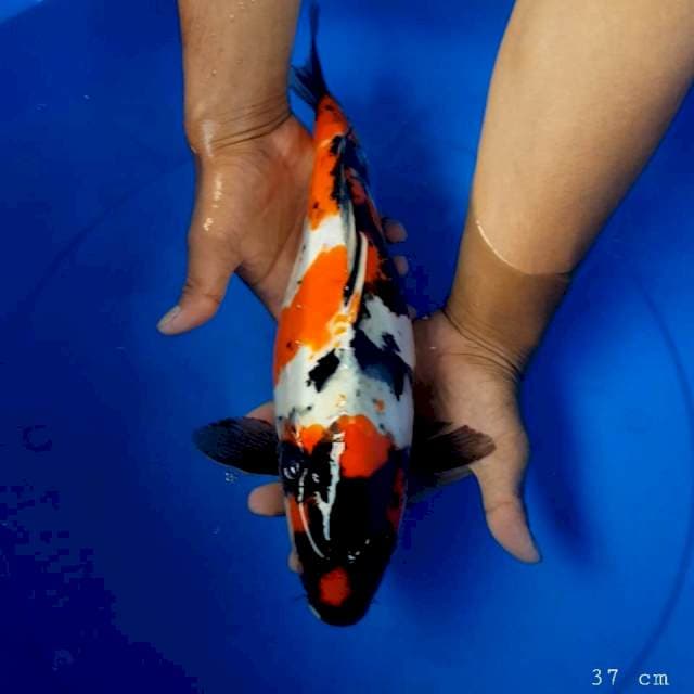 Doitsu showa 37 cm
