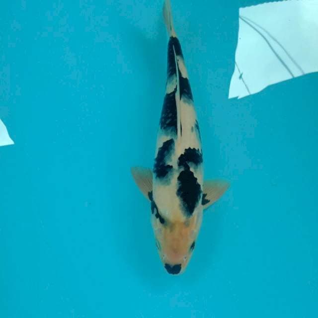 Shiro, 33 cm