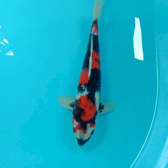 Showa, male 33 cm