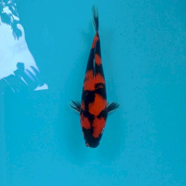 Hi Showa, 23 cm