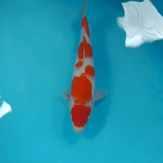 Kohaku, 30 cm