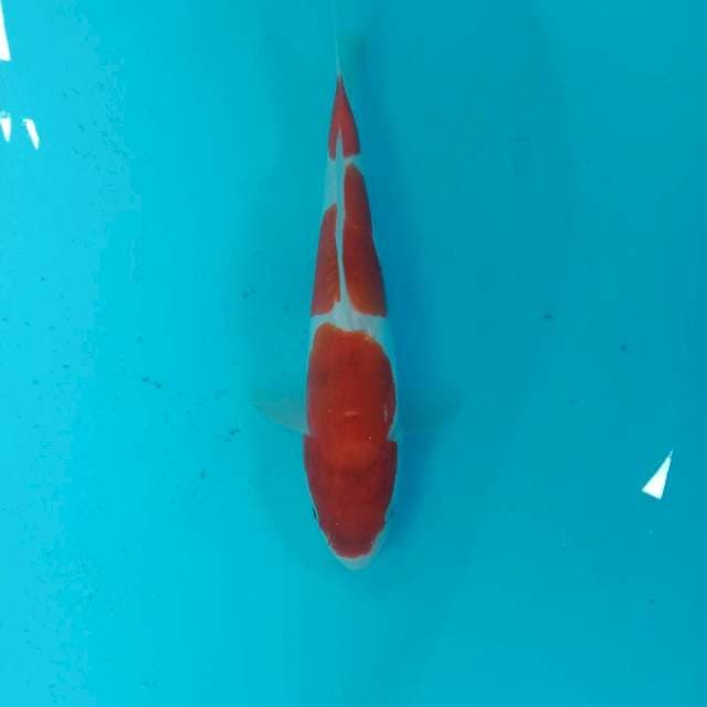 Kohaku Doitsu, 23 cm