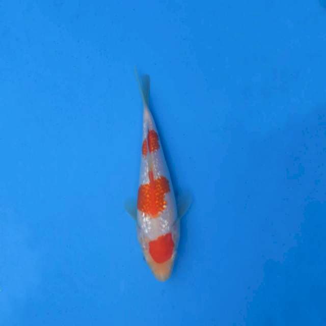 Maruten Sandan Kohaku Ginrin F1
