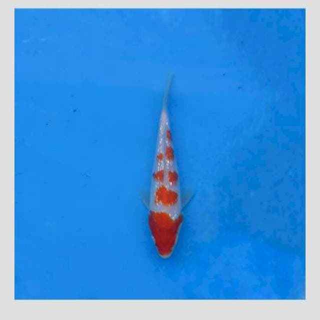 Kohaku Ginrin F1