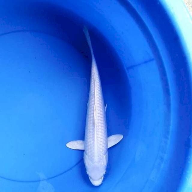 Platinum putih bersih 37 cm