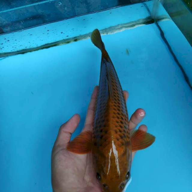 Good Scales
