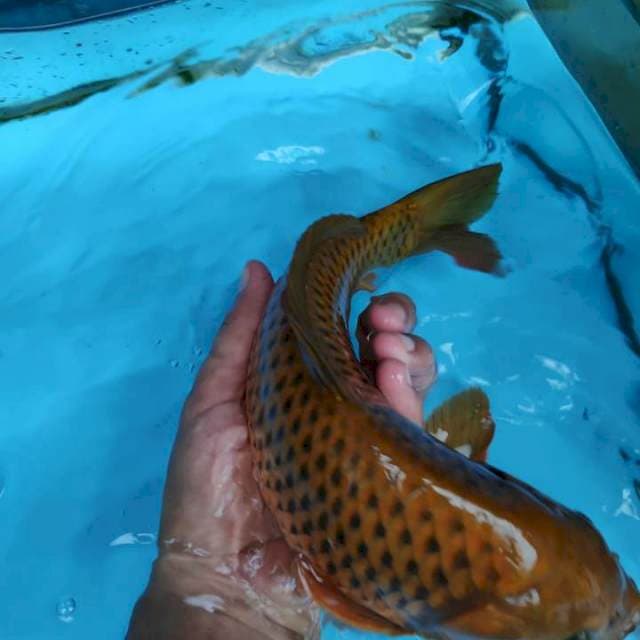 Good Scales