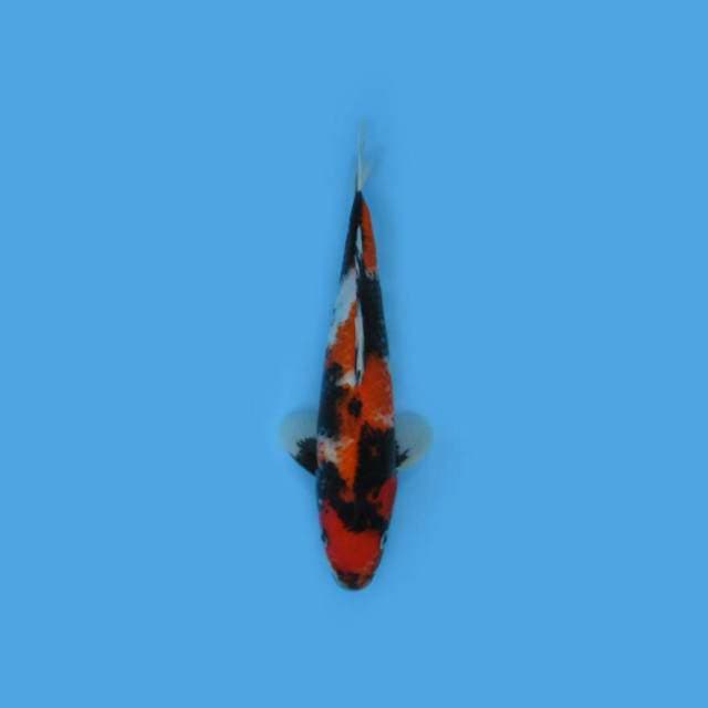 BKS ( SHOWA BLACK JET 31 CM )