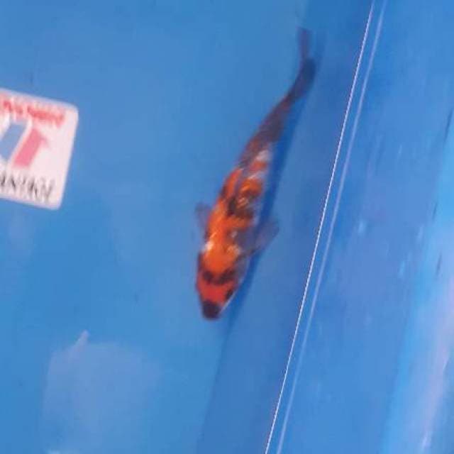 Hi Shogin ...23cm bulki