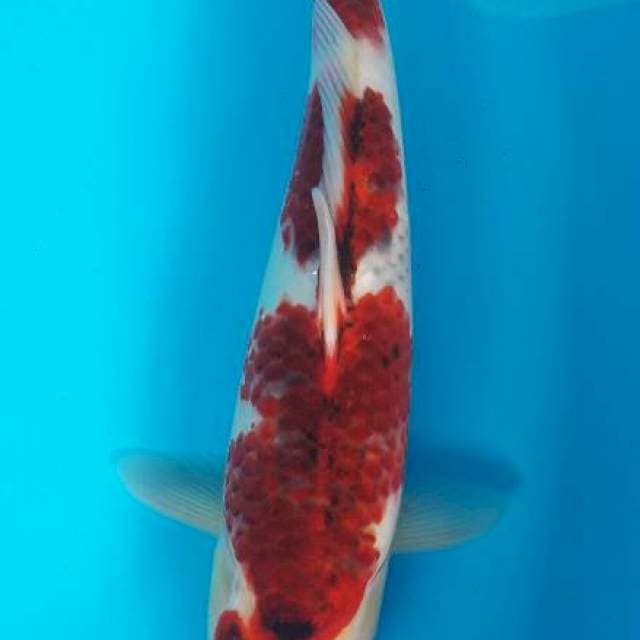 Goromo 33