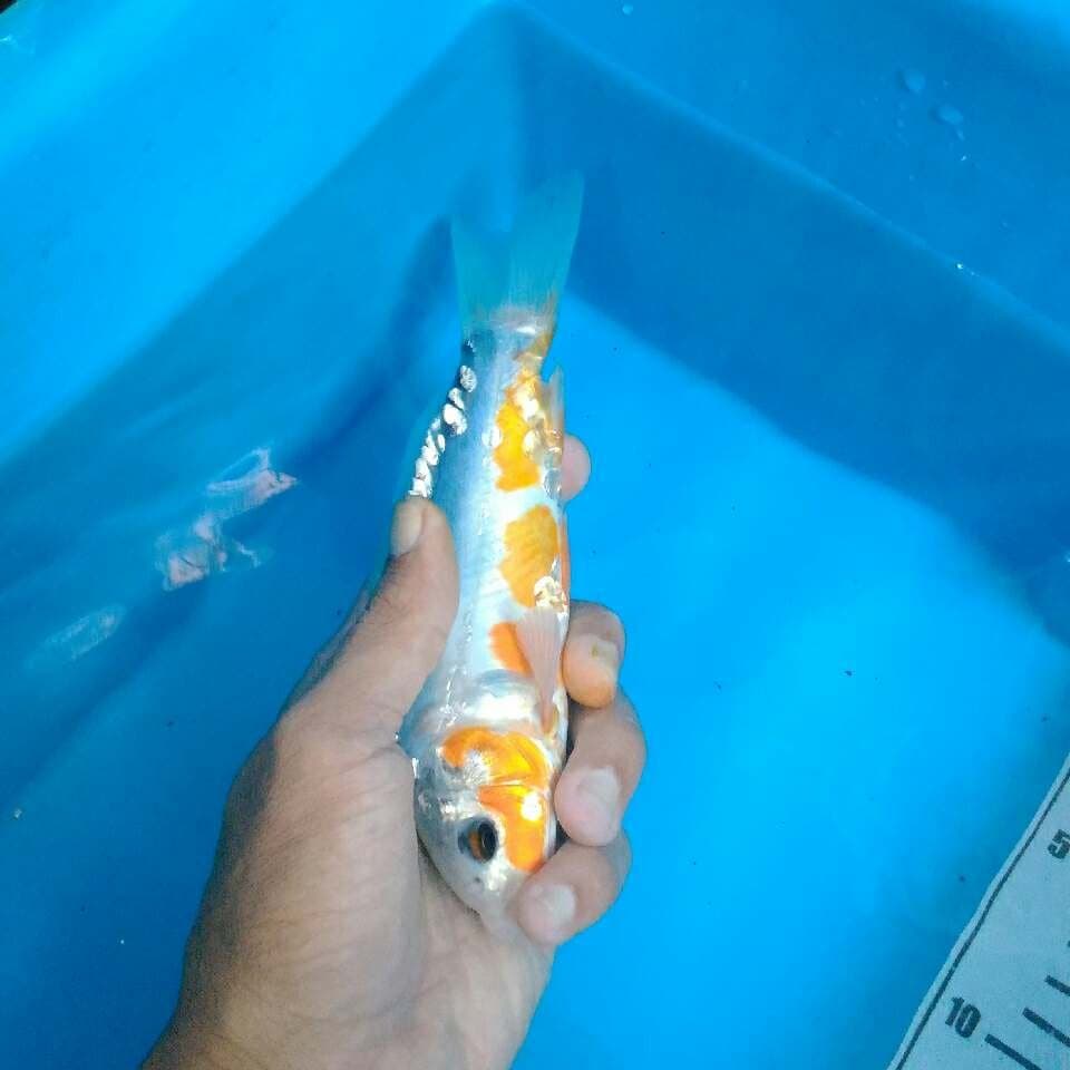 Shusui SQ ring rapi 18 cm