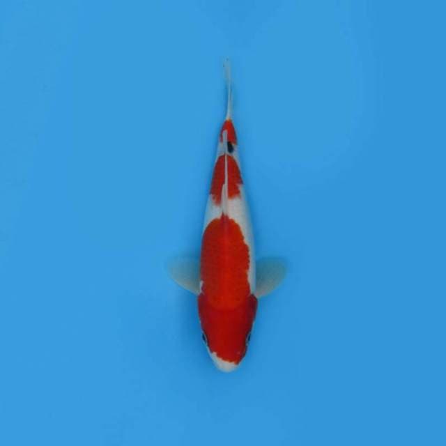 BKS ( KOHAKU 25 CM )
