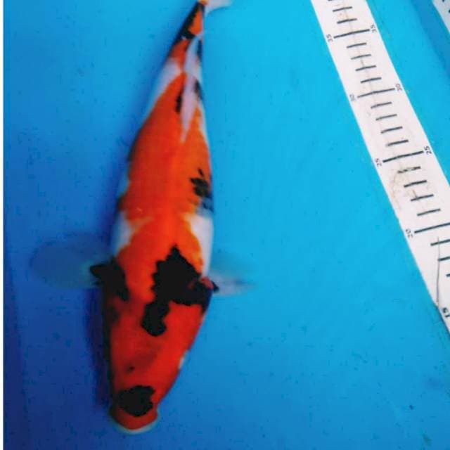 SHOWA 32 cm