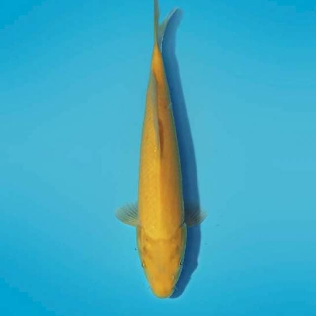 ND KARASHIEN 30CM