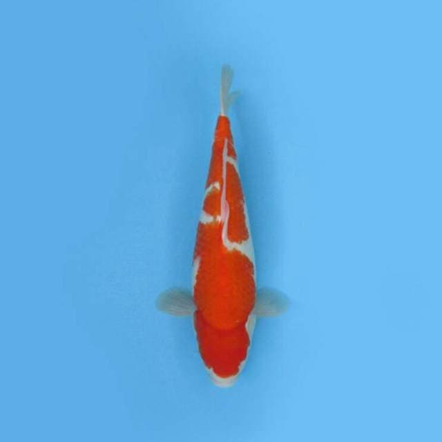 BKS ( KOHAKU INAZUMA 43 CM )