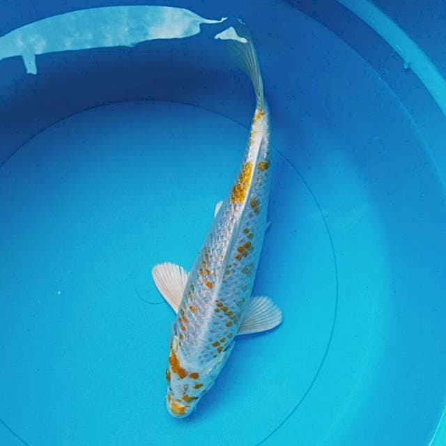 Hariwake ginrin 26cm male
