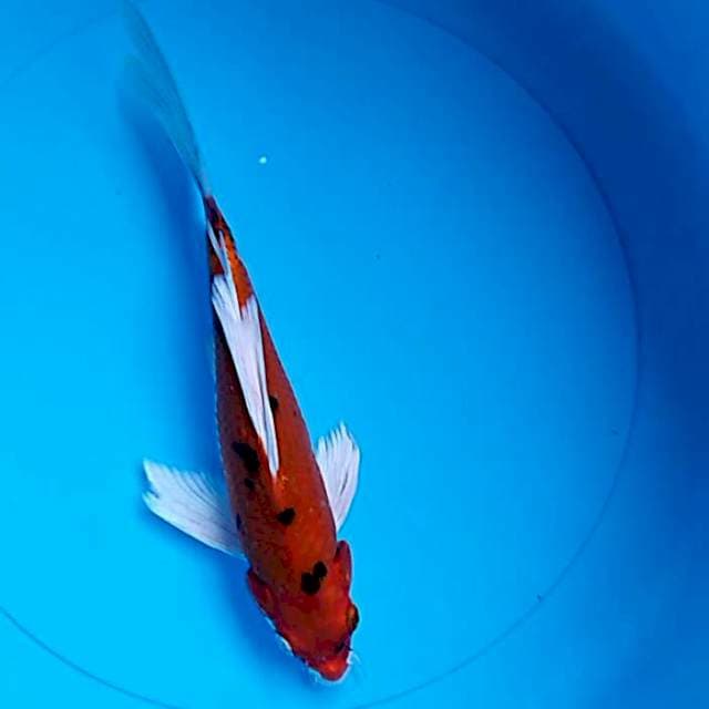 Kumpay heishei 24cm male