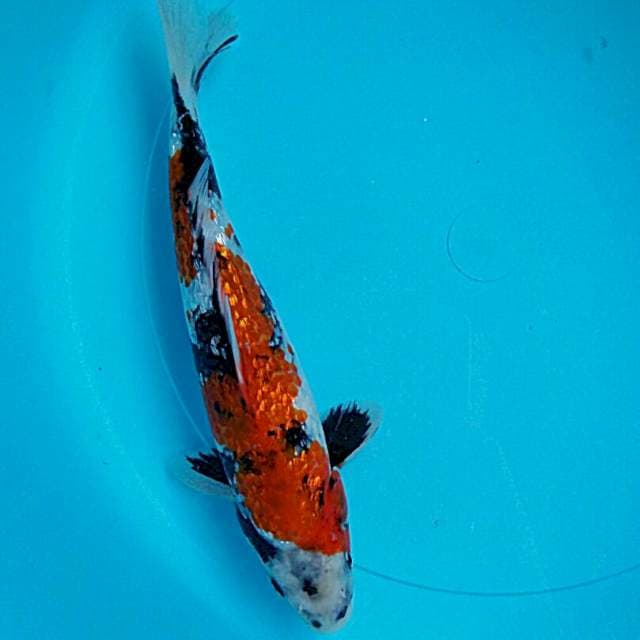 Showa ginrin 25cm male