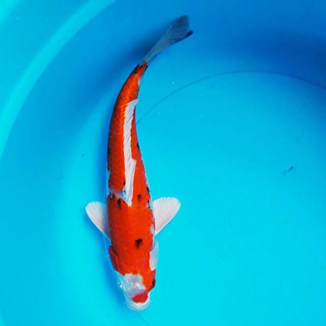 Heishei nishiki 27cm male