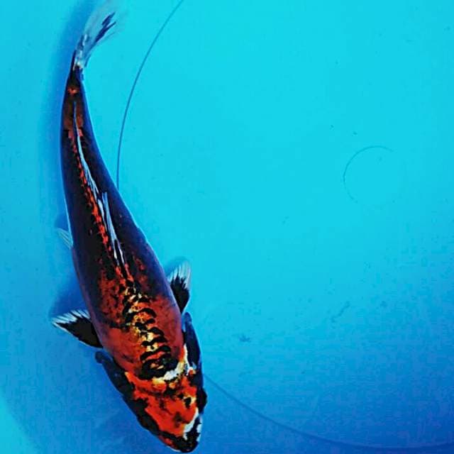 Good kiko 25cm