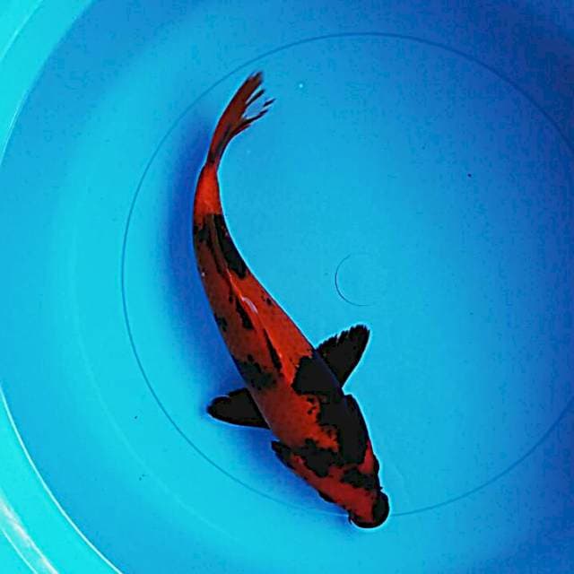 Hiu utsuri 27cm male
