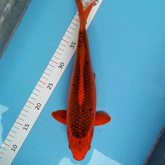 Matsuba 34cm