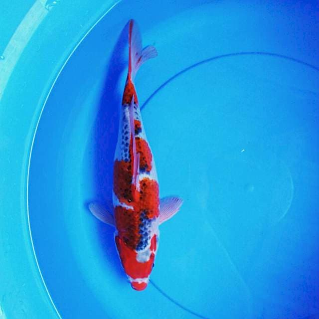 Beautiful goshiki 32cm