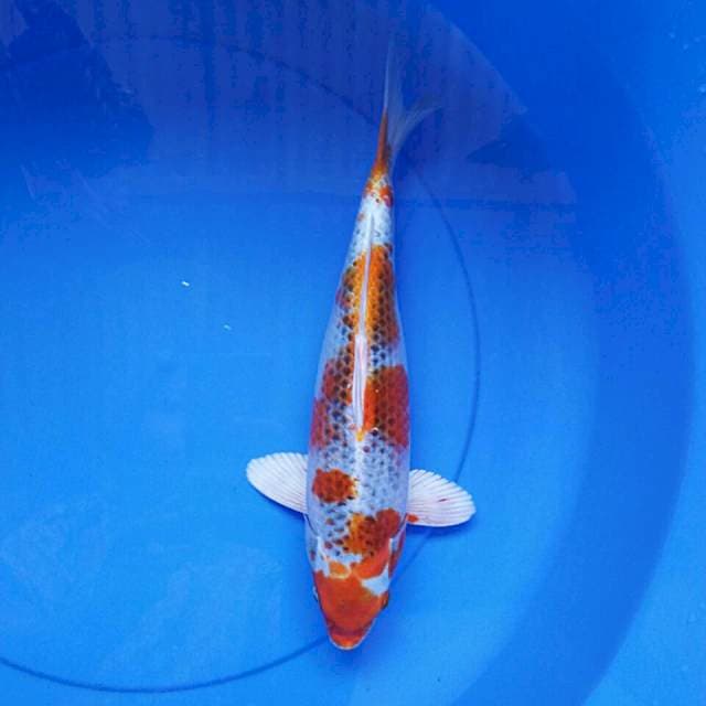 Kujaku bulky 32cm male