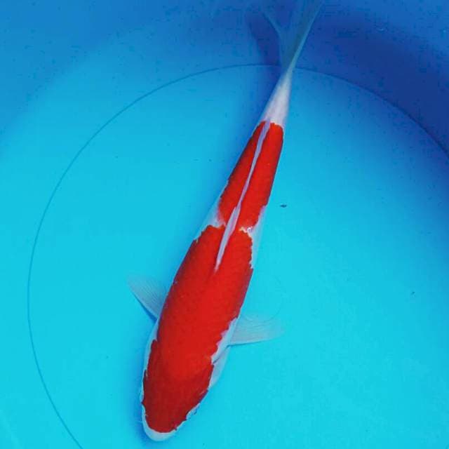Reddish kohaku 26cm