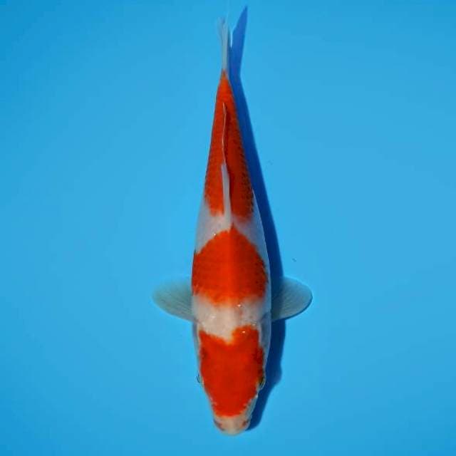 Kohaku 21 cm