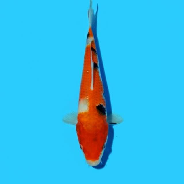 Sanke 21 cm