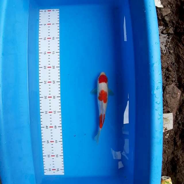 KOHAKU ORI 3STEP 25CM